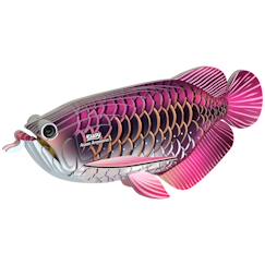 Jouet-Puzzle 3d - poisson dragon