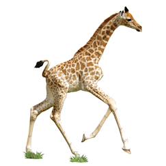 Jouet-Jeux éducatifs-Puzzles-Puzzle I am lil' - girafe