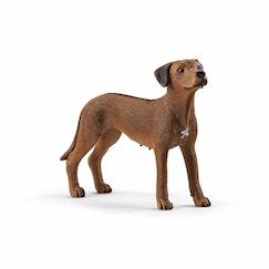 -Chien de rhodésie à crête dorsale