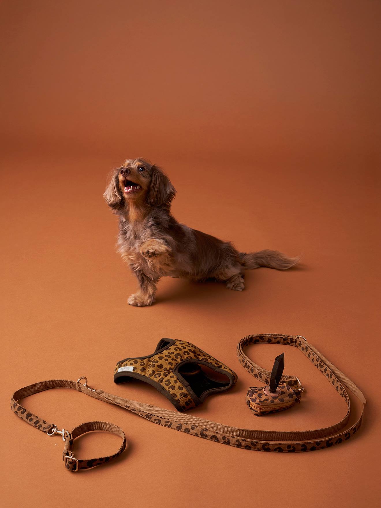 Set promenade pour chien : harnais + laisse + collier café
