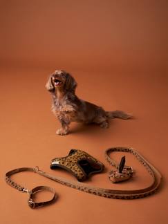 -Set promenade pour chien : harnais + laisse + collier