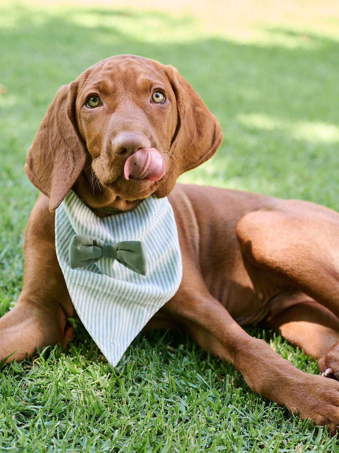 Bandana chien coton rayé vert sauge