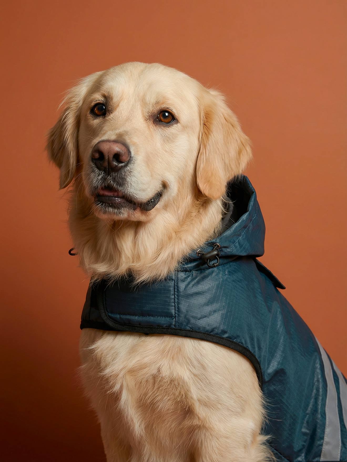 Manteau imperméable pour chien bleu ardoise Manteau imperméable pour chien bleu ardoise