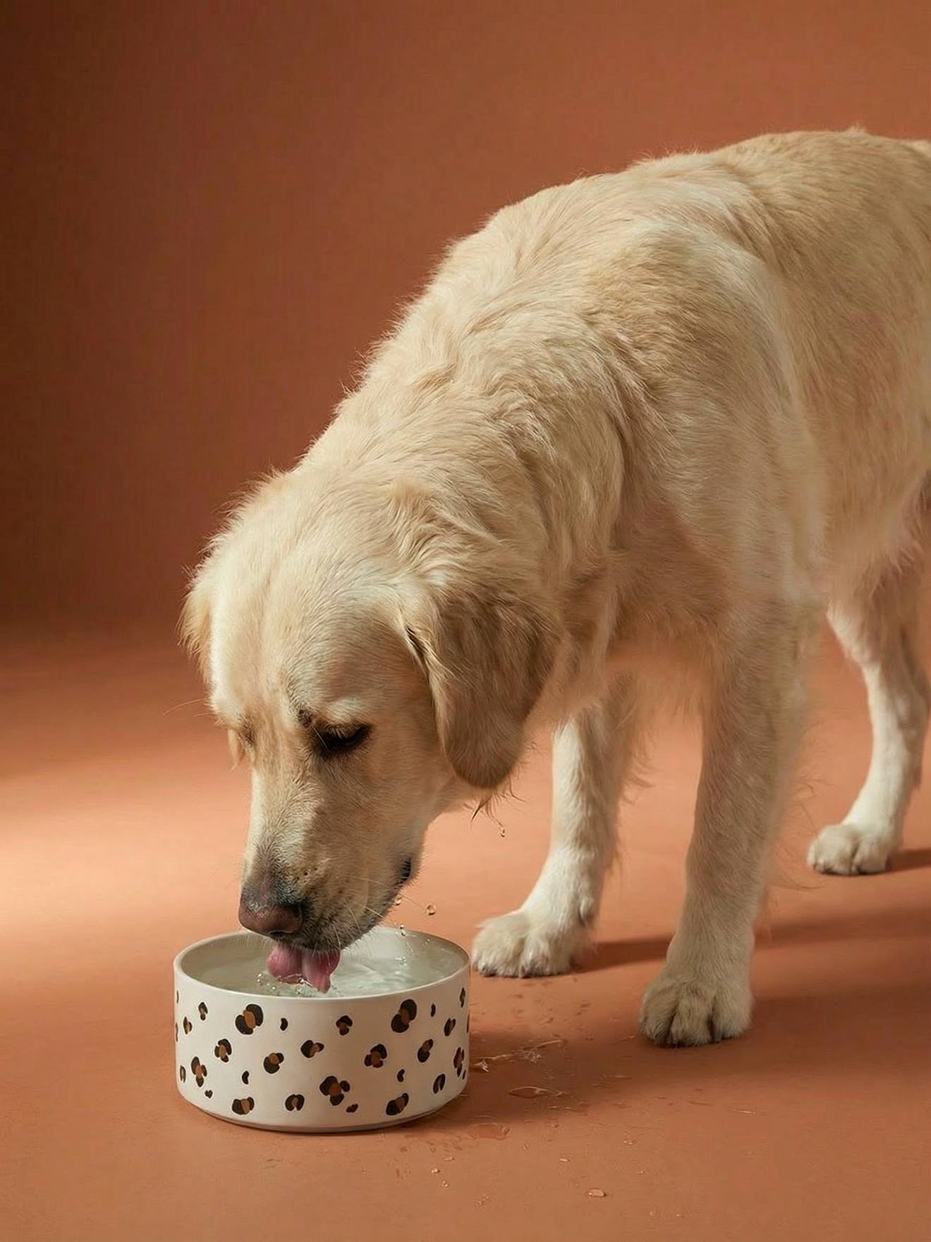 Gamelle en céramique pour chien blanc imprimé