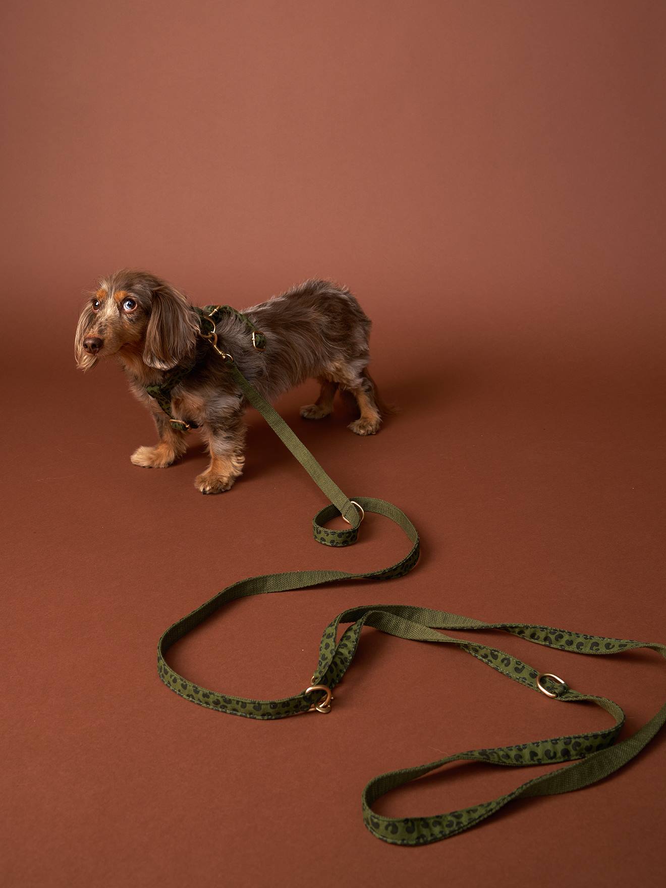 Set promenade pour chien kaki