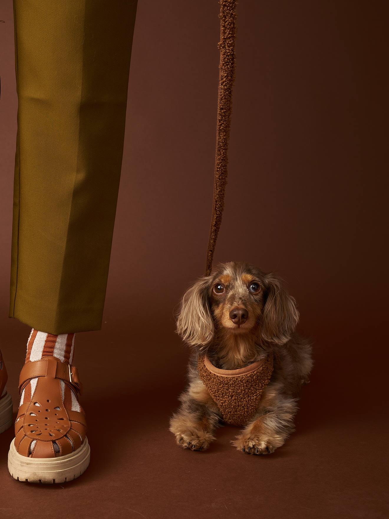 Set promenade pour chien : harnais + laisse + collier chocolat