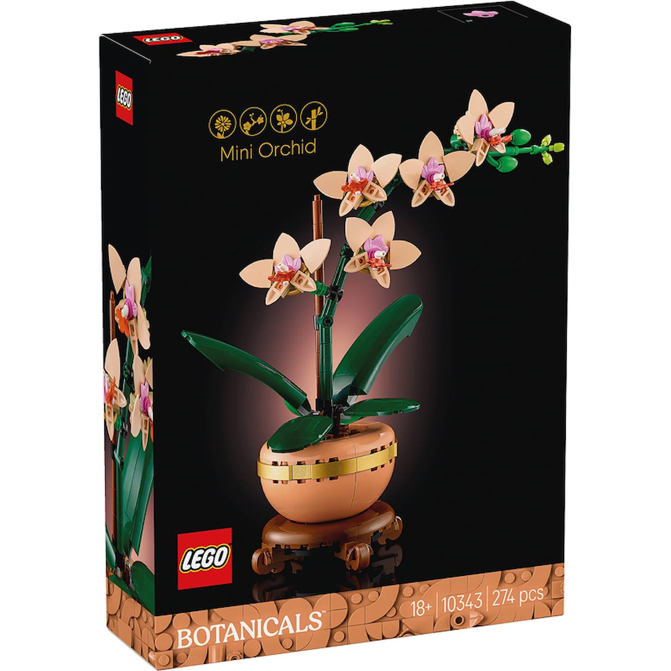 Orchidée Miniature Botanic - 10343 Multicolore