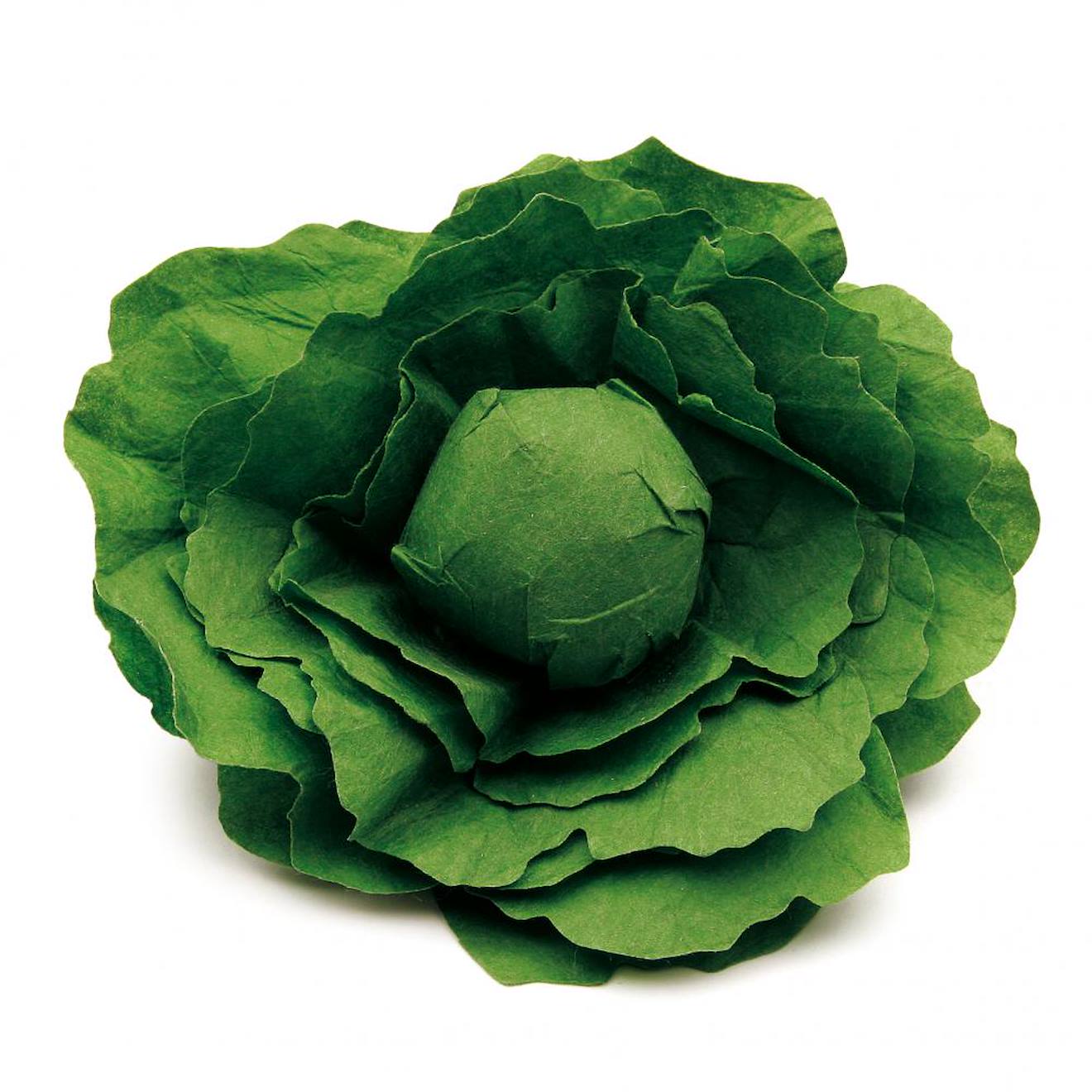 Laitue Verte Vert