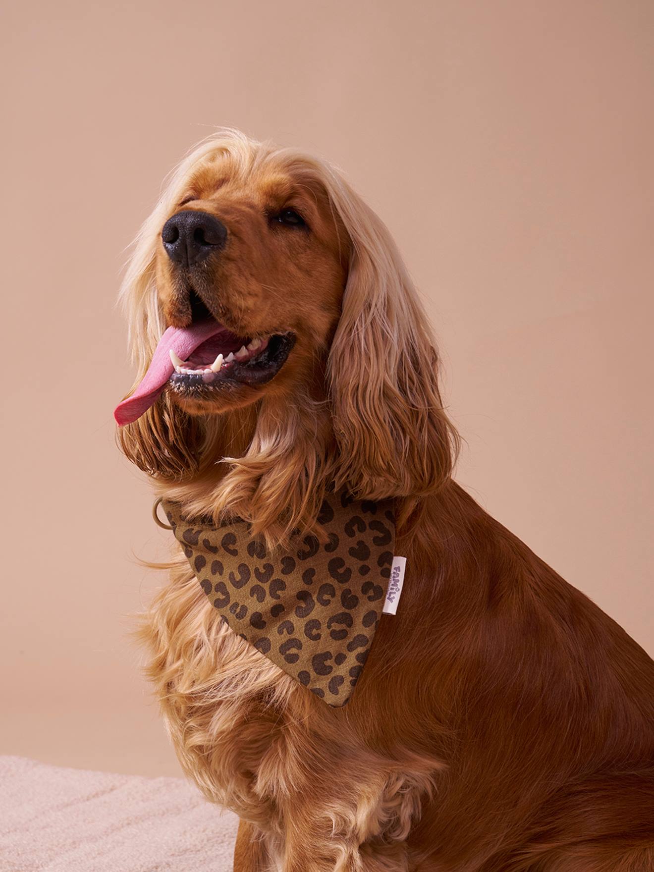 Collier bandana pour chien FAMILY marron imprimé