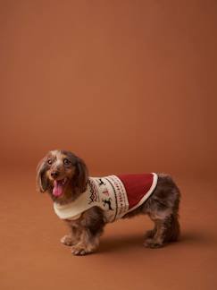 -Pull de Noël pour chien